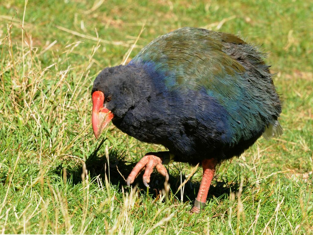 South Island Takahe