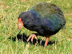 South Island Takahe