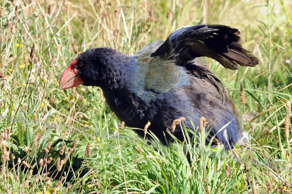 South Island Takahe