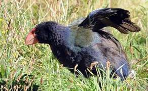 South Island Takahe