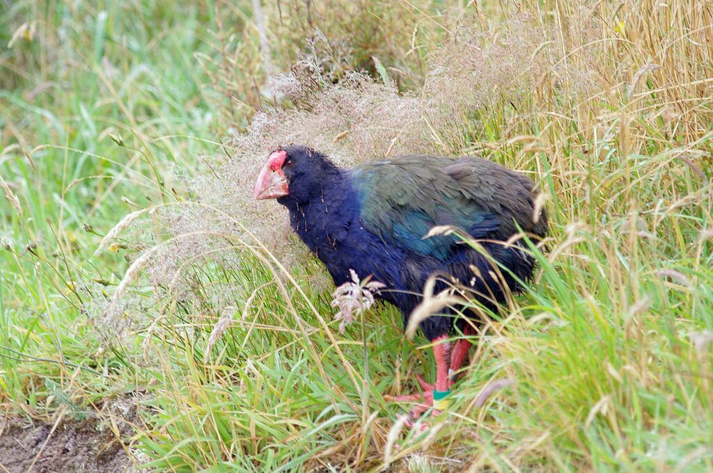 South Island Takahe