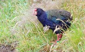 South Island Takahe