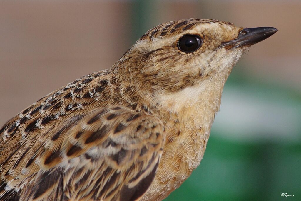 Whinchat