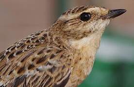 Whinchat