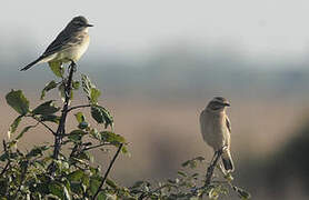 Whinchat