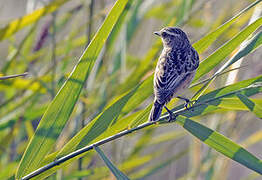 Whinchat