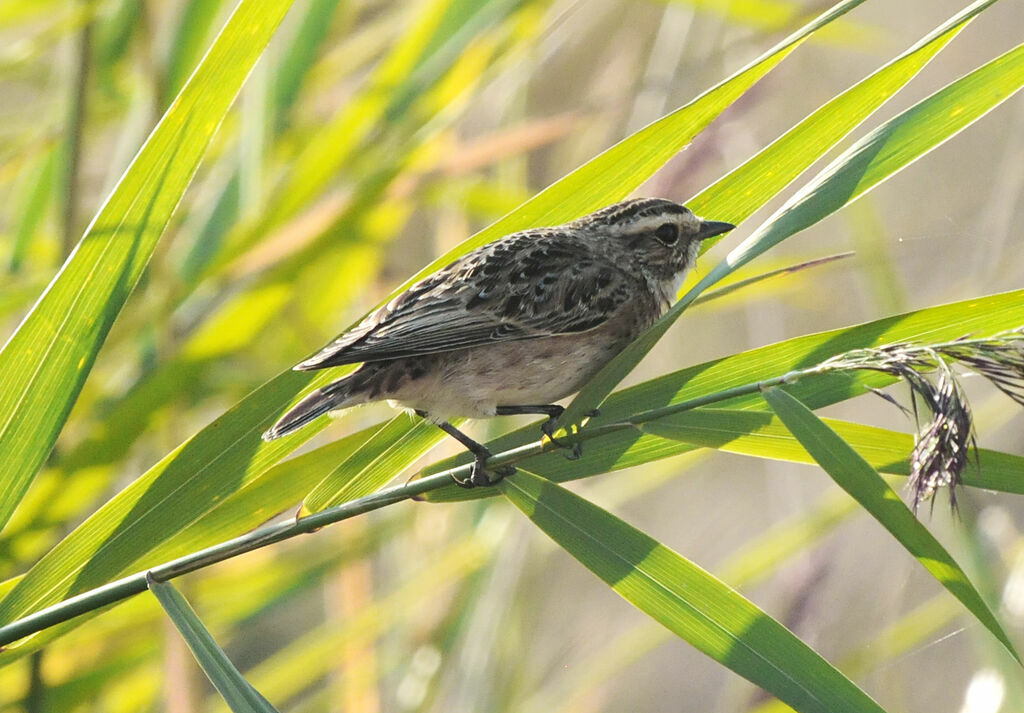 Whinchat