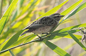 Whinchat