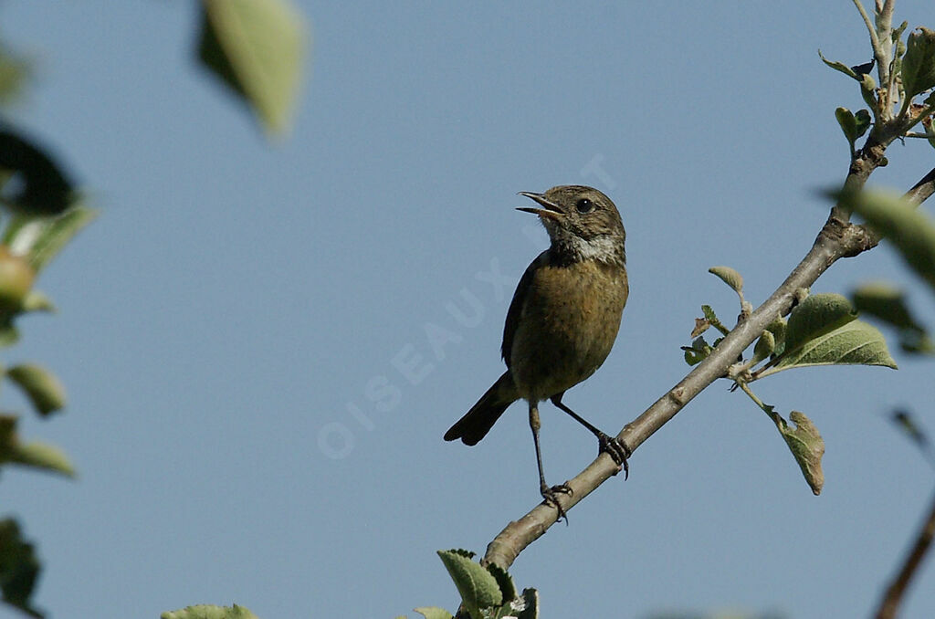 European Stonechat female adult breeding