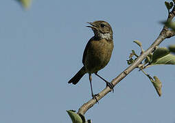 European Stonechat