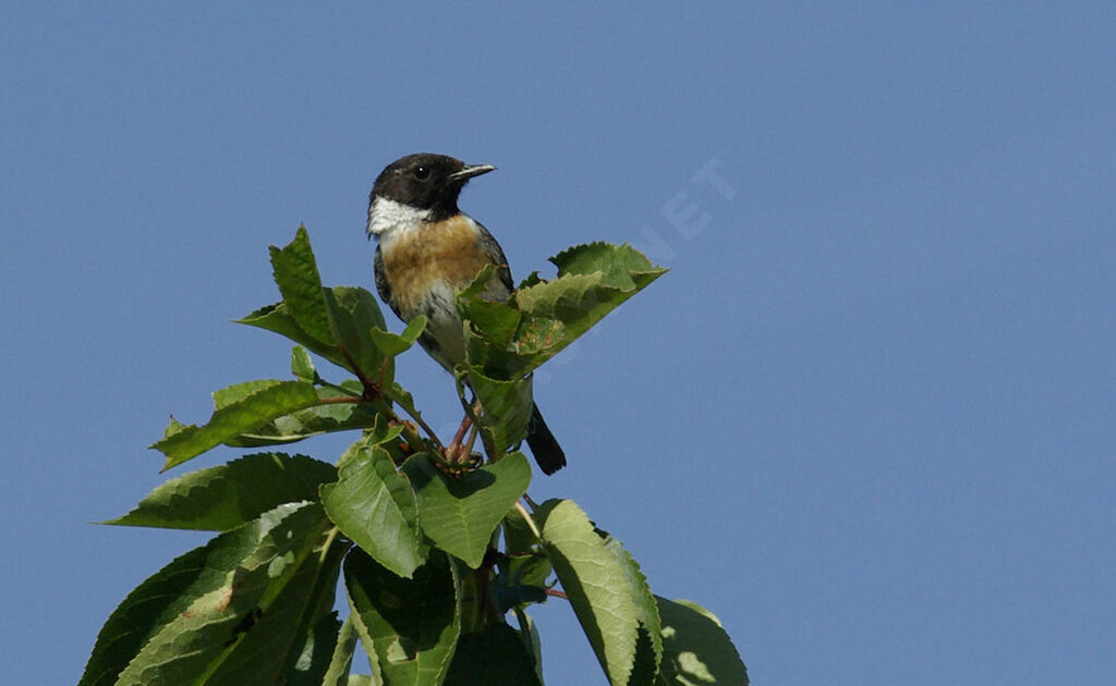 European Stonechat male adult breeding