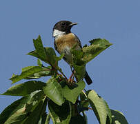 European Stonechat