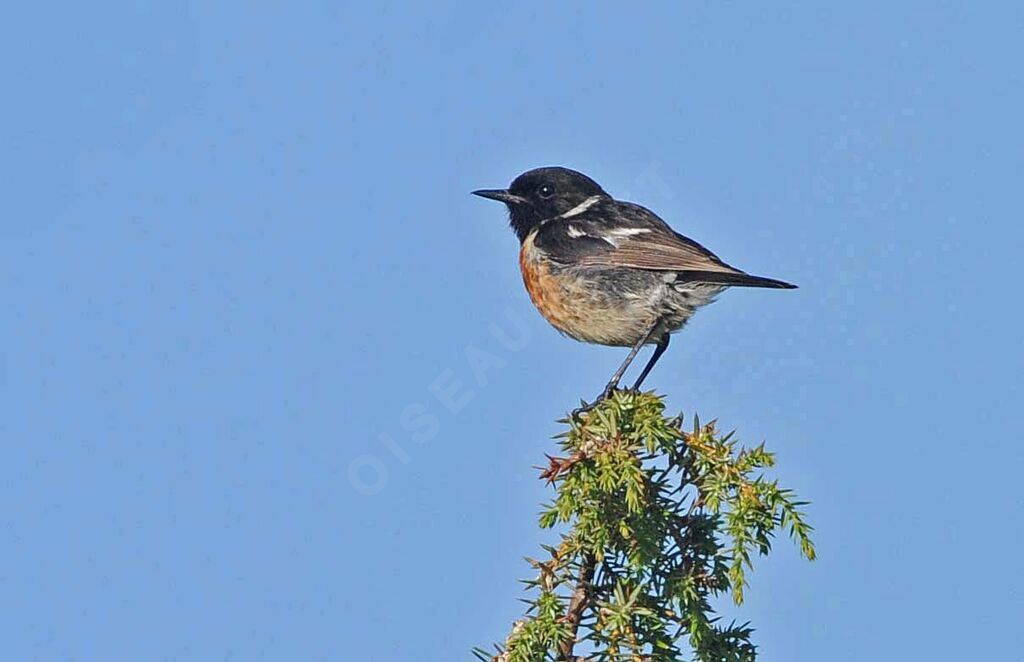 European Stonechat male adult breeding