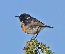 European Stonechat