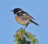 European Stonechat