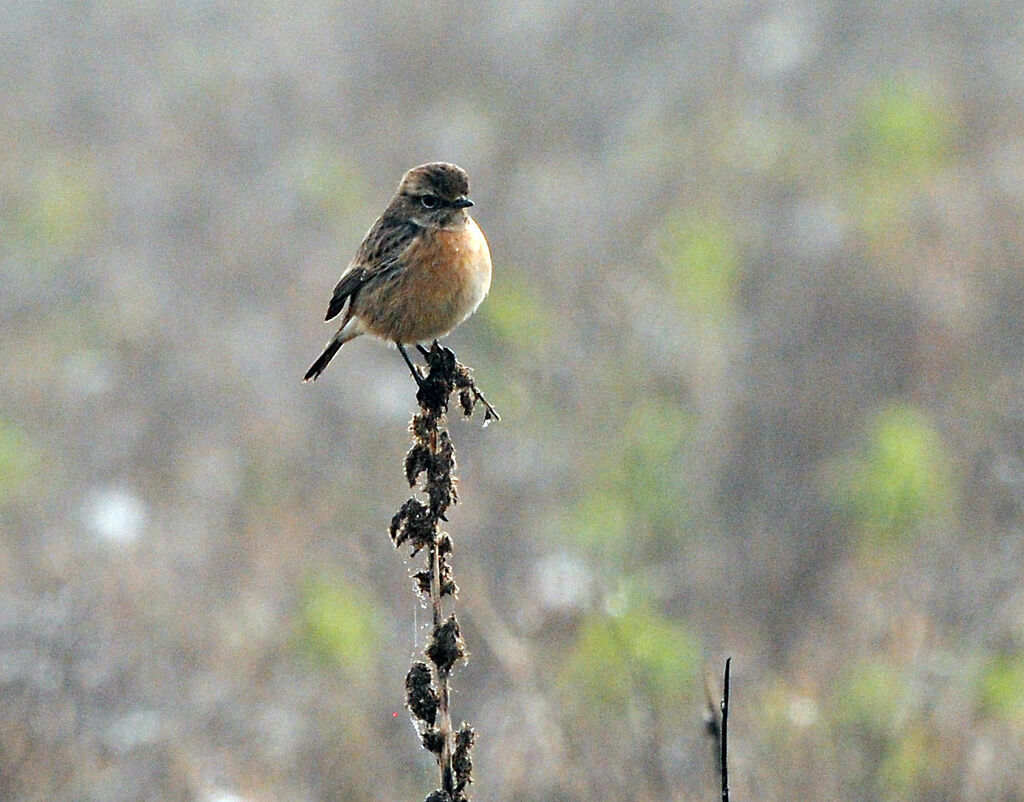 European Stonechat