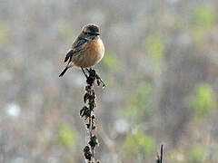 European Stonechat