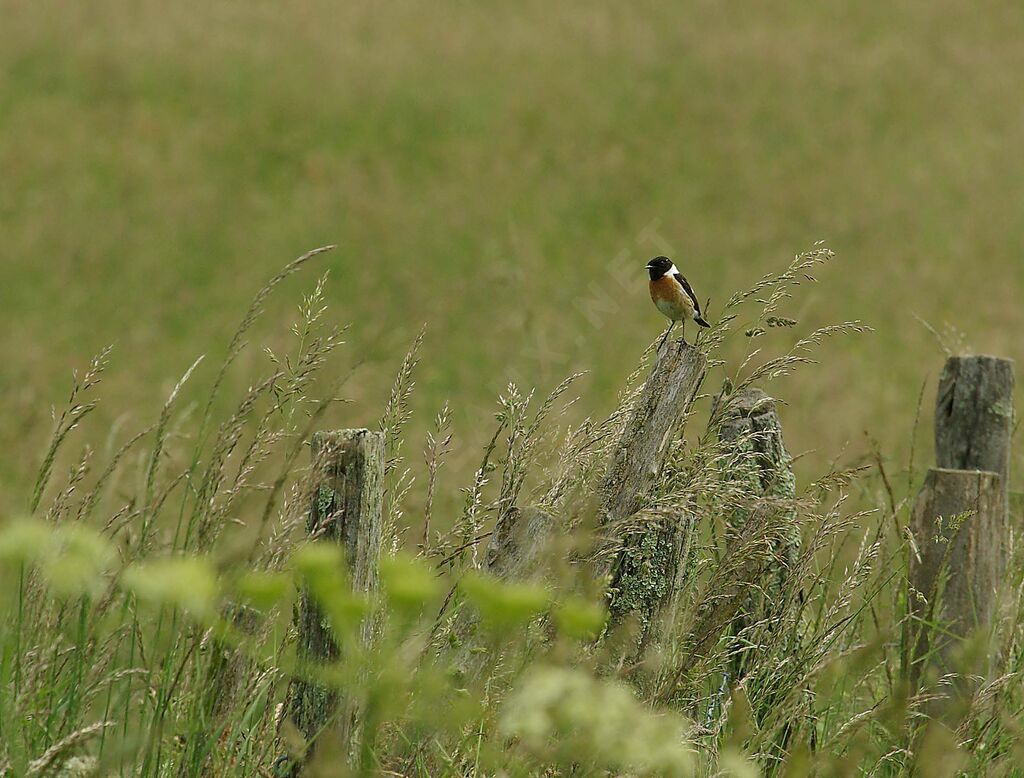 European Stonechat male adult