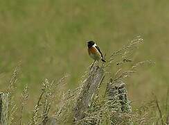 European Stonechat