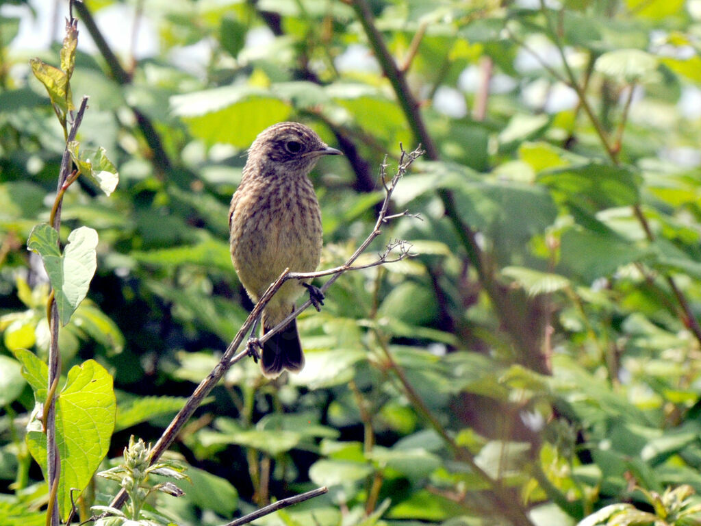 European Stonechatjuvenile