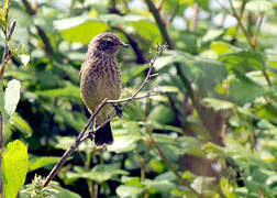 European Stonechat