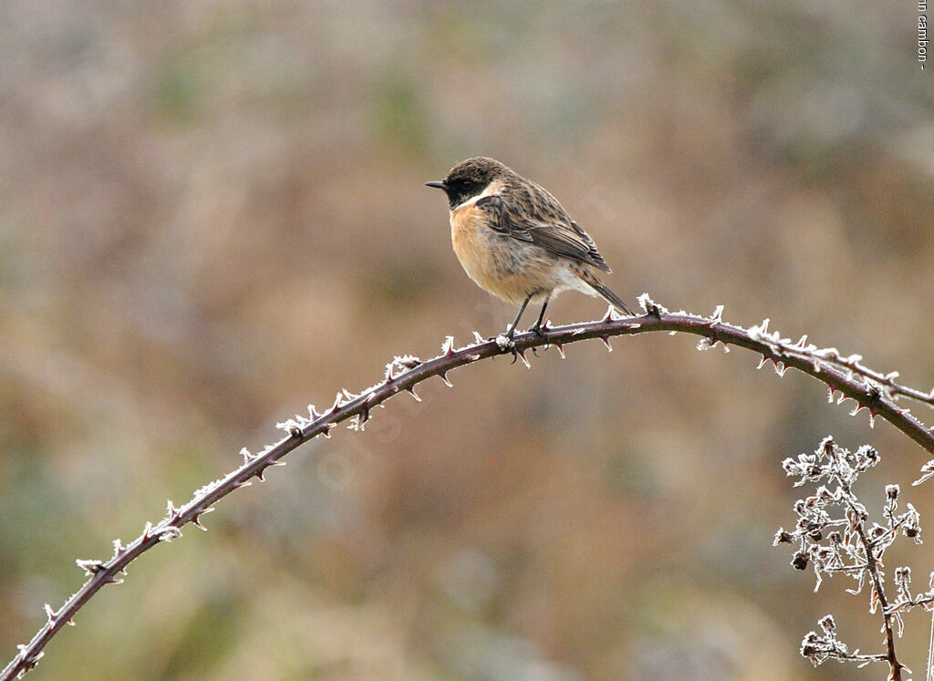 European Stonechat male