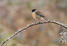 European Stonechat