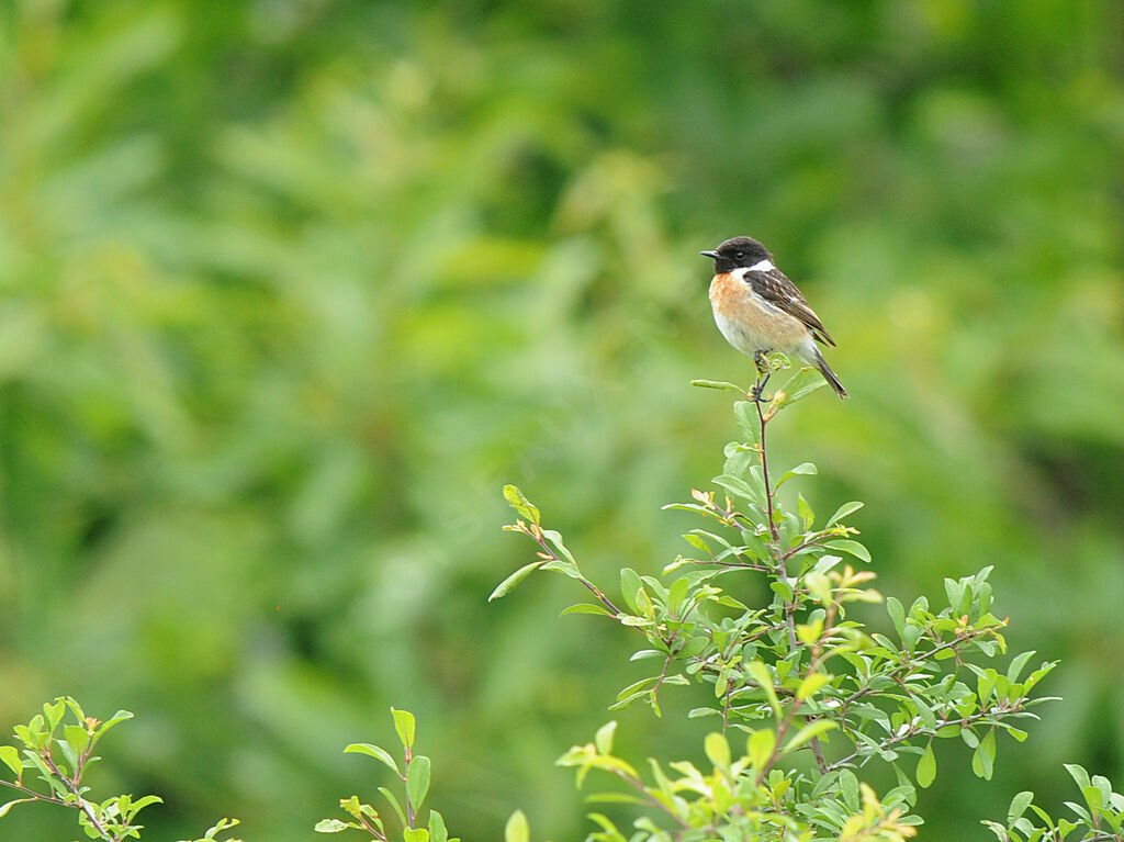 European Stonechat