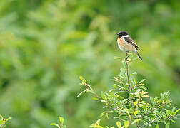 European Stonechat