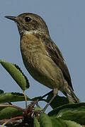 European Stonechat