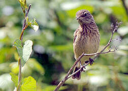 European Stonechat