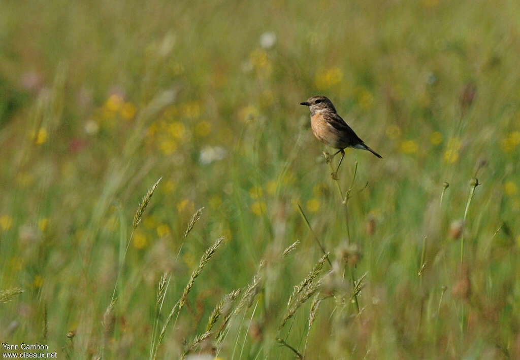 European Stonechat female adult, habitat