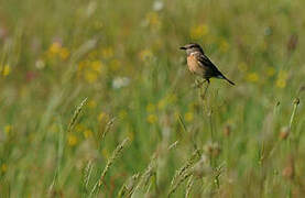 European Stonechat