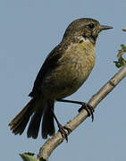 European Stonechat