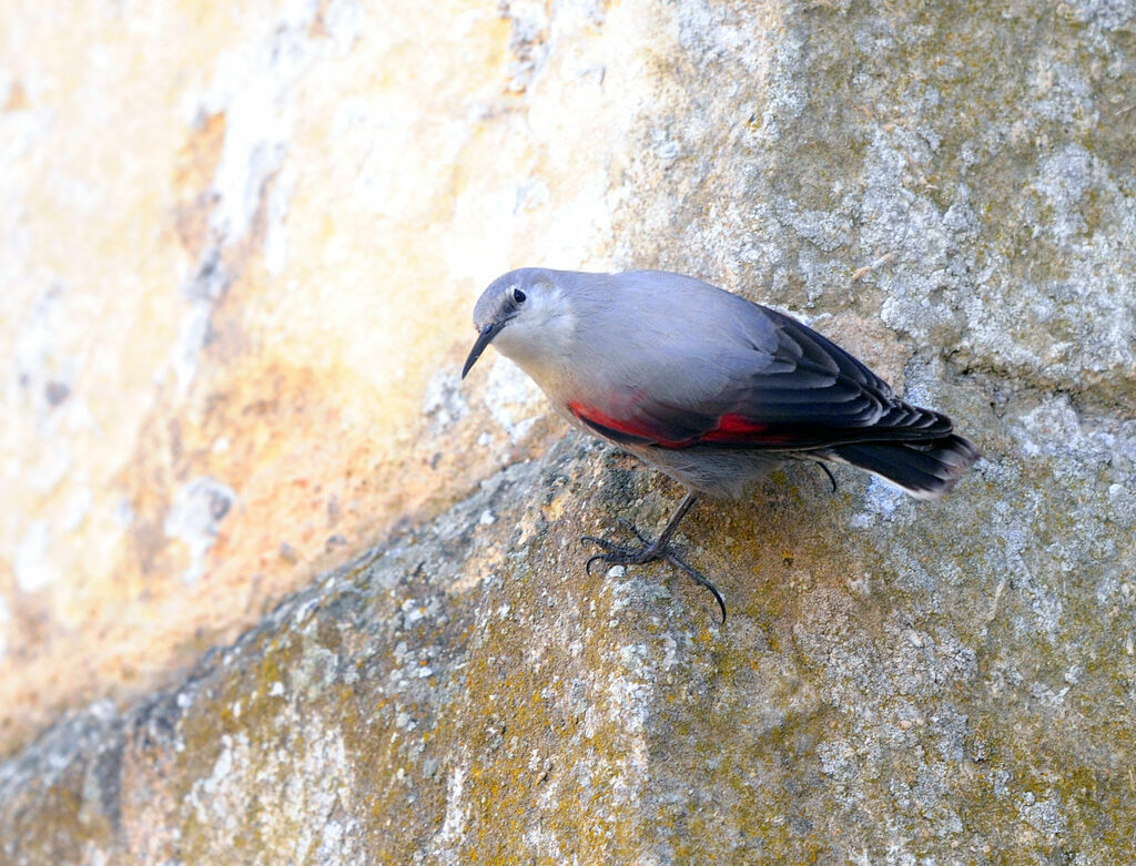 Wallcreeper