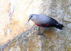 Wallcreeper