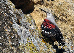 Wallcreeper