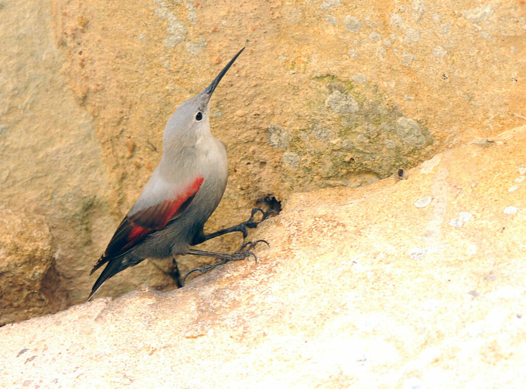 Wallcreeper