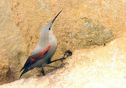 Wallcreeper