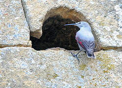 Wallcreeper