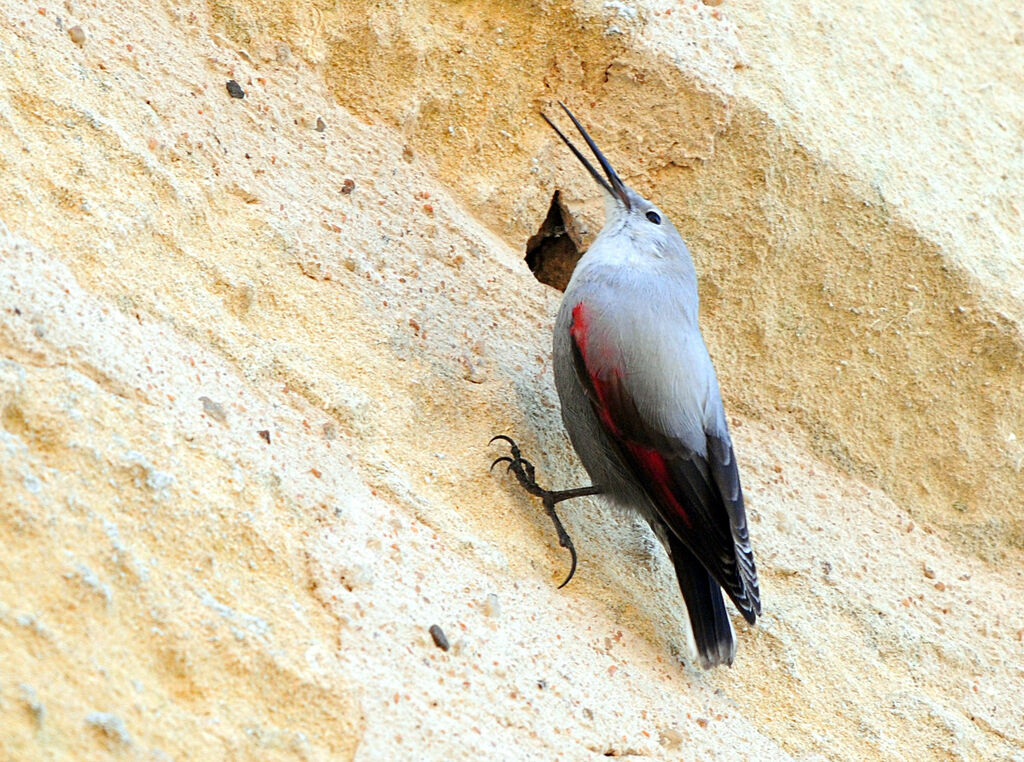 Wallcreeper