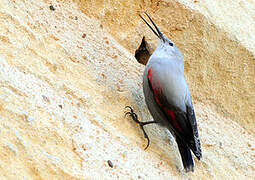 Wallcreeper