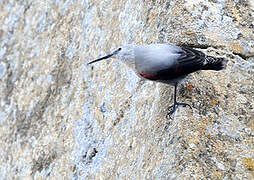 Wallcreeper