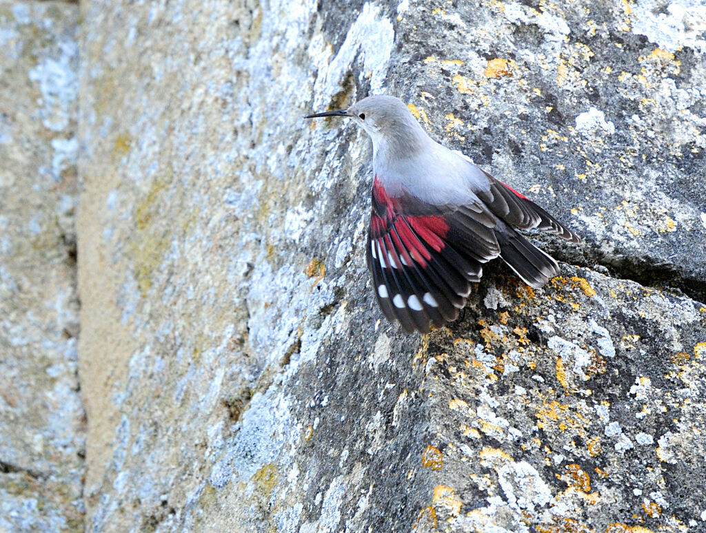 Wallcreeper