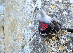 Wallcreeper