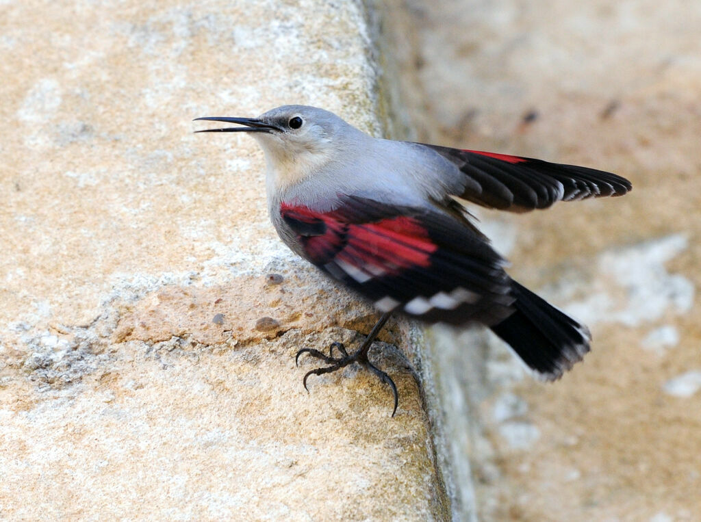 Wallcreeper