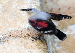 Wallcreeper