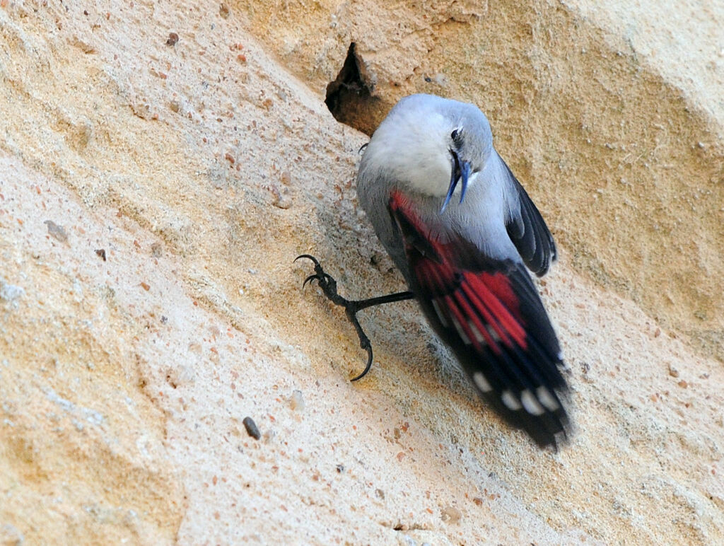 Wallcreeper