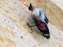 Wallcreeper