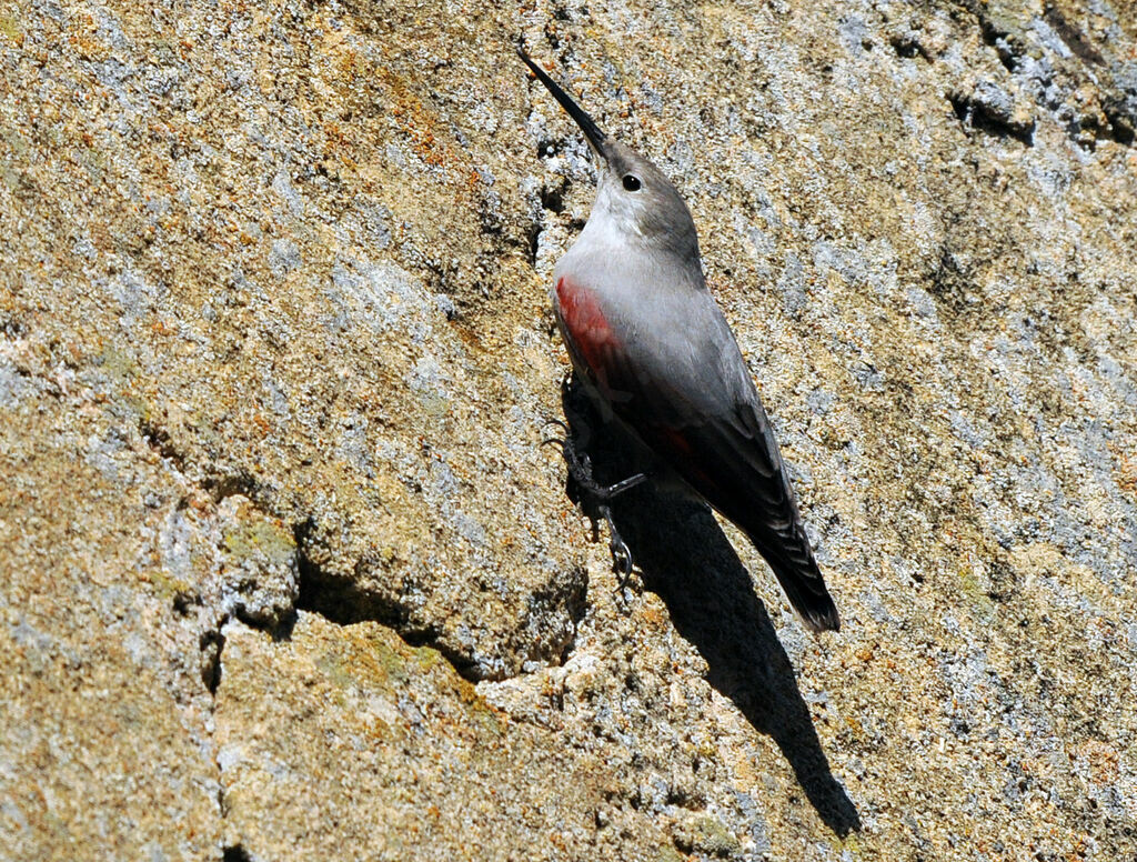 Wallcreeper